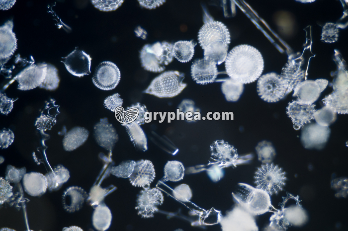 Radiolaires x10 - gryphea.org